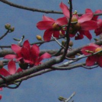 Bombax ceiba L.